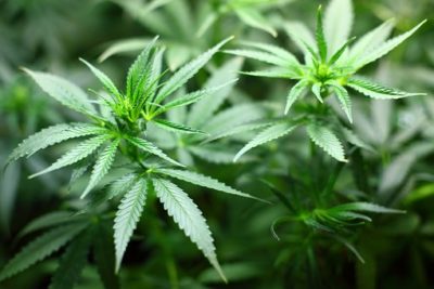 Federal Criminal Enforcement of Potential Recreational Marijuana Legalization in New Jersey